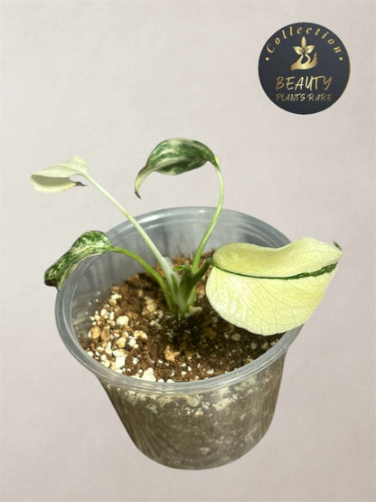 Monstera Thaï "White Snow"