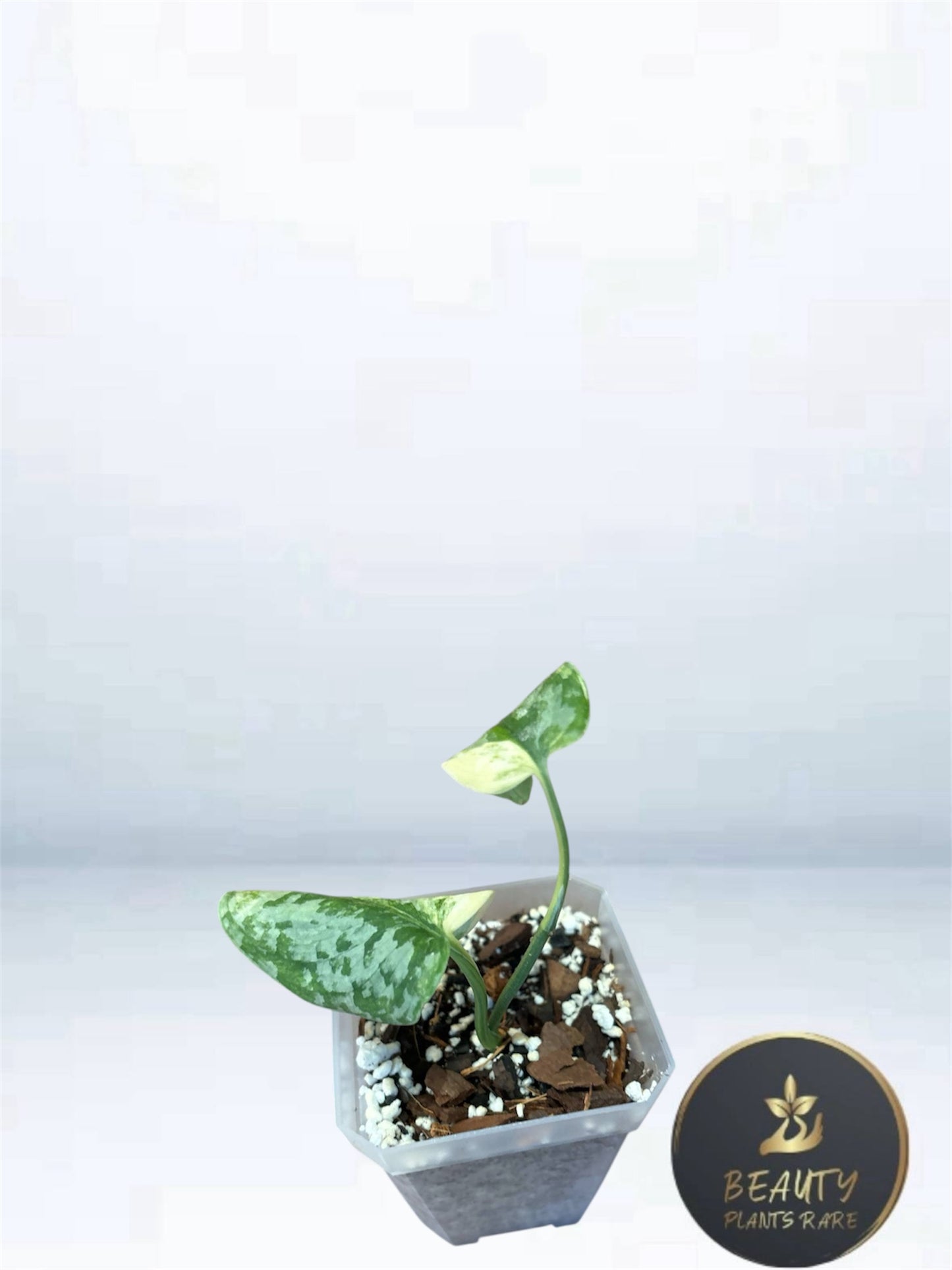 Scindapsus Geulis