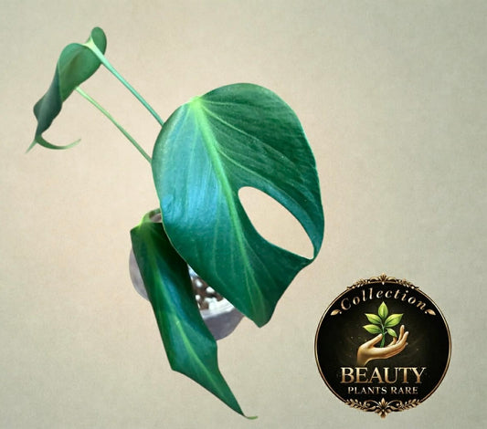 Monstera Burle Marx Flame