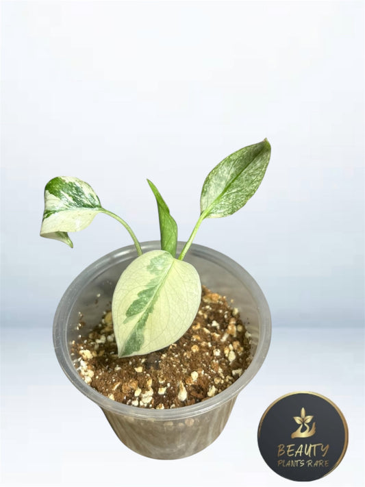 Monstera Thaï "White Snow" TC