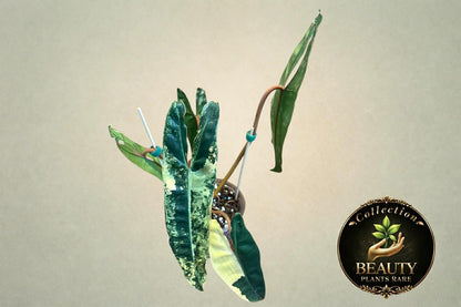 Philodendron Billitiae variegated