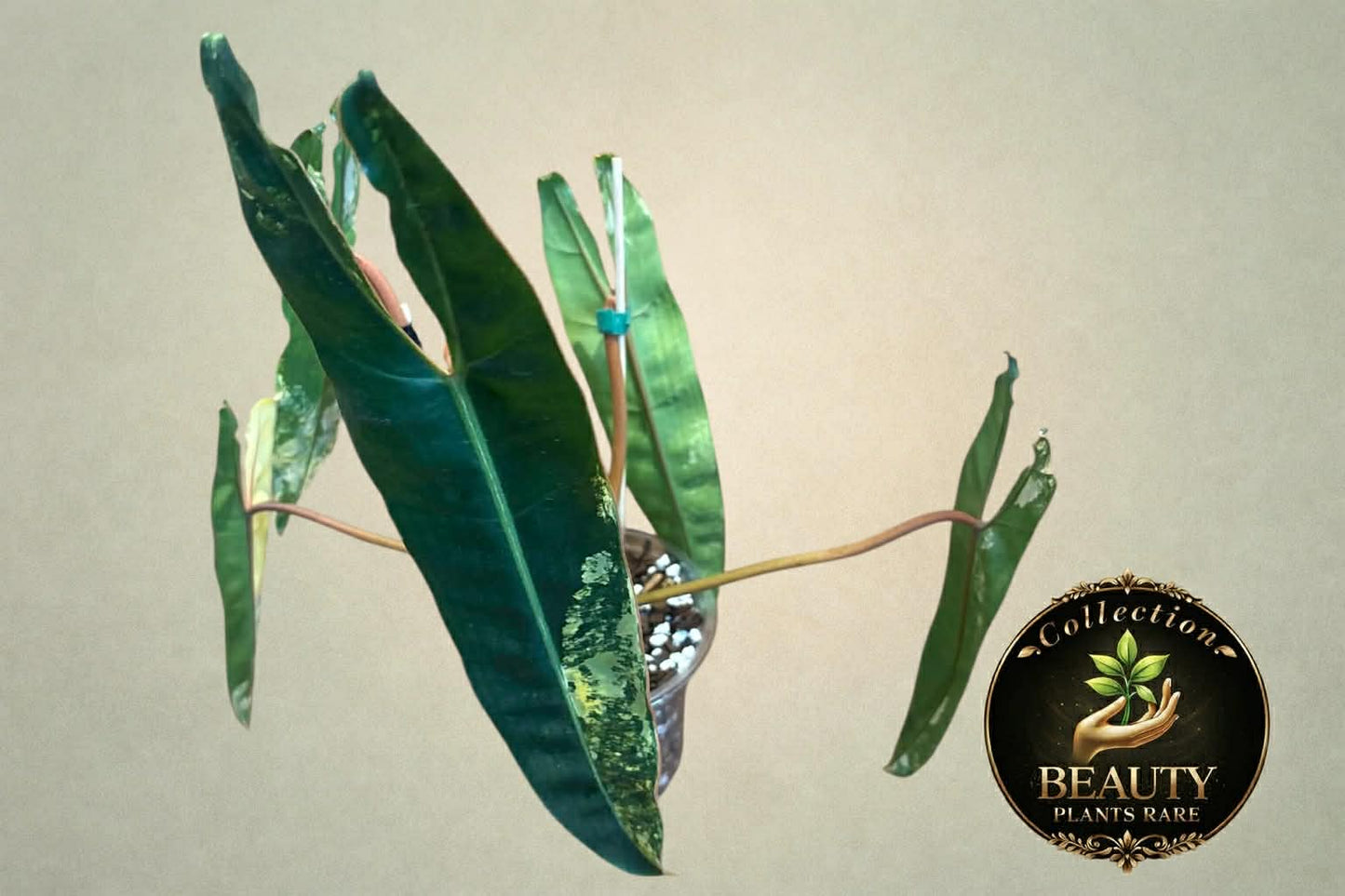 Philodendron Billitiae variegated