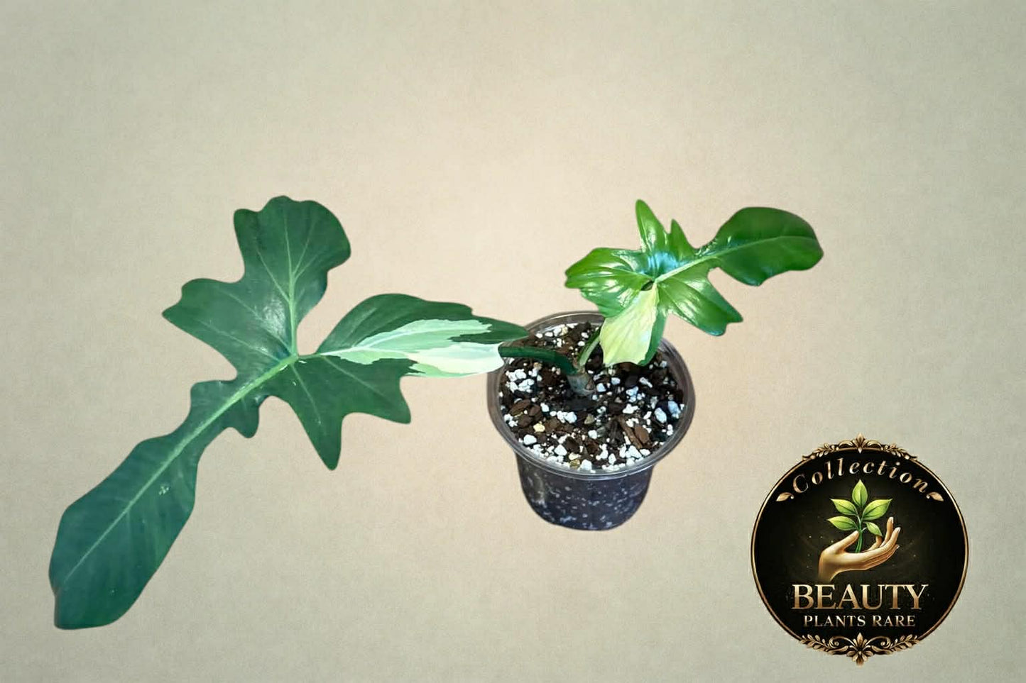 Philodendron Golden Dragon variegated