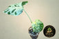 Monstera Bulbasaur