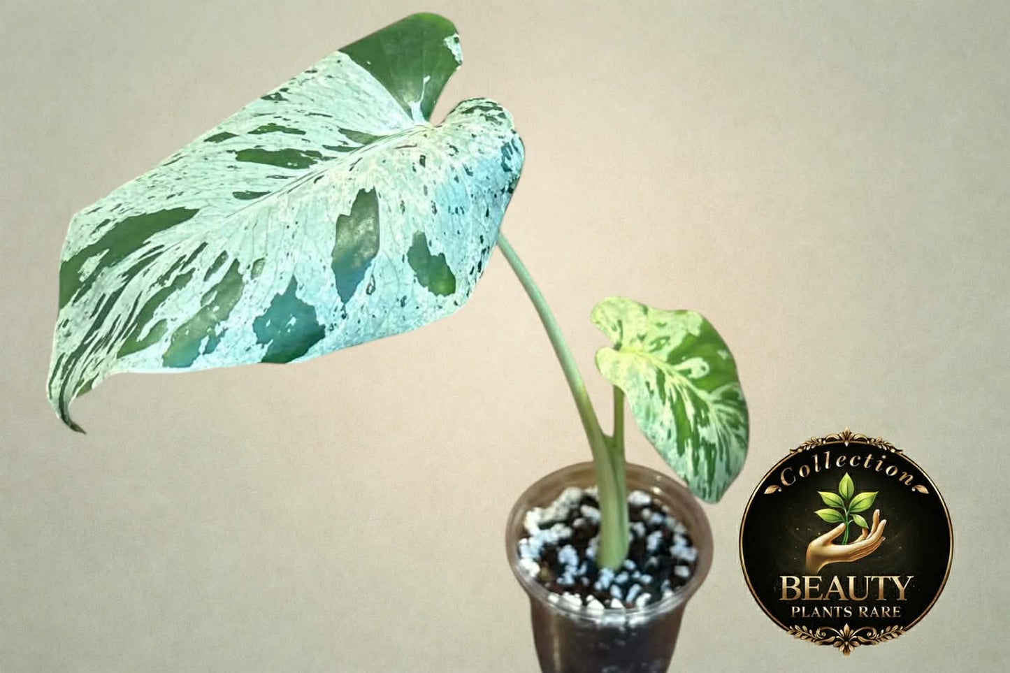 Monstera Bulbasaur