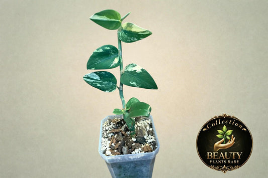 Raphidophora Hongkonguensis Albo