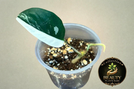 Raphidophora Lobby variegated