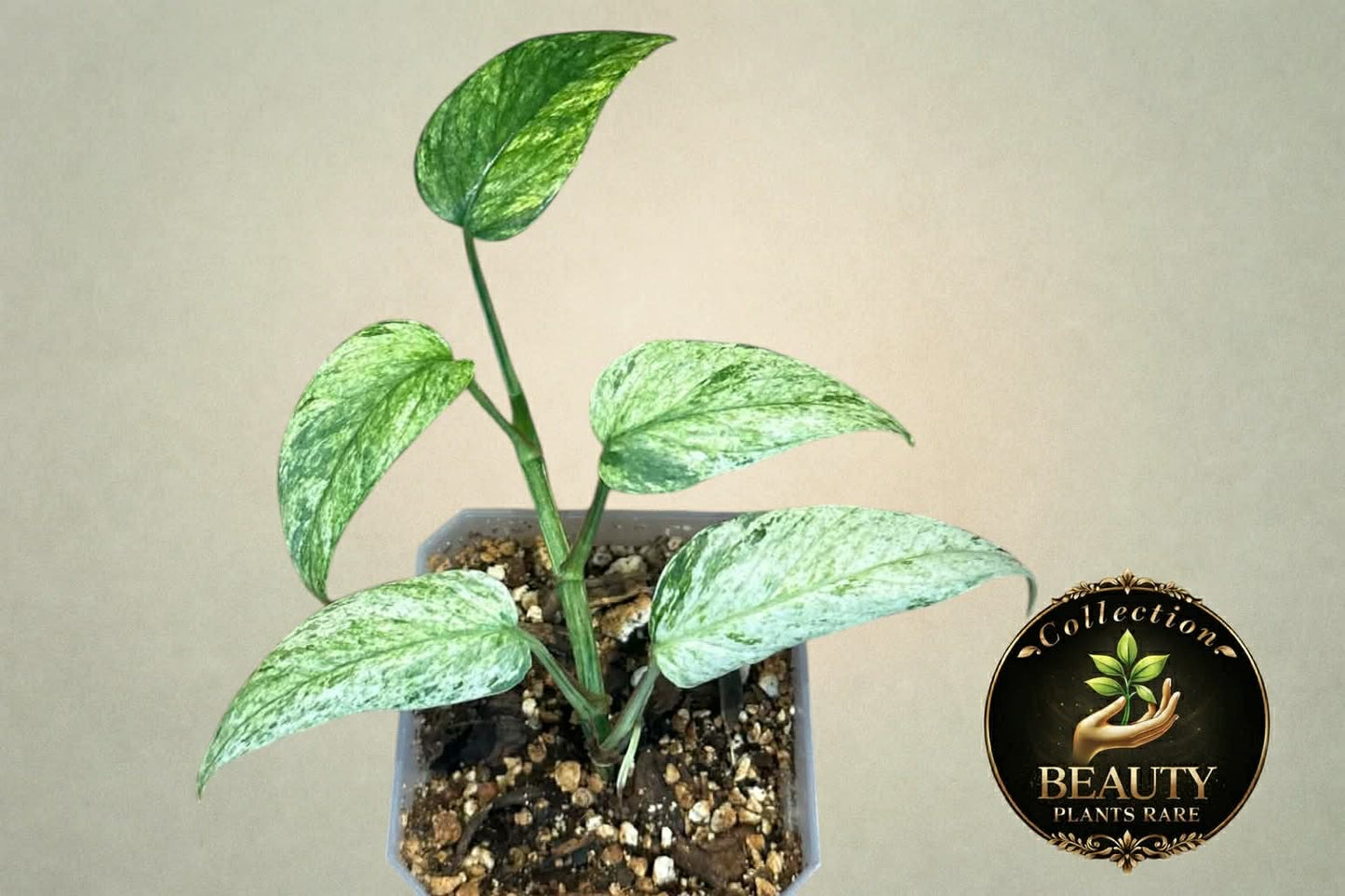 Epipremnum Pinnatum Lalahon