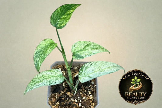 Epipremnum Pinnatum Lalahon