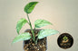 Epipremnum Pinnatum Lalahon
