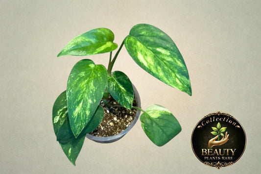 Epipremnum Pinnatum Sunburst