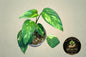 Epipremnum Pinnatum Sunburst