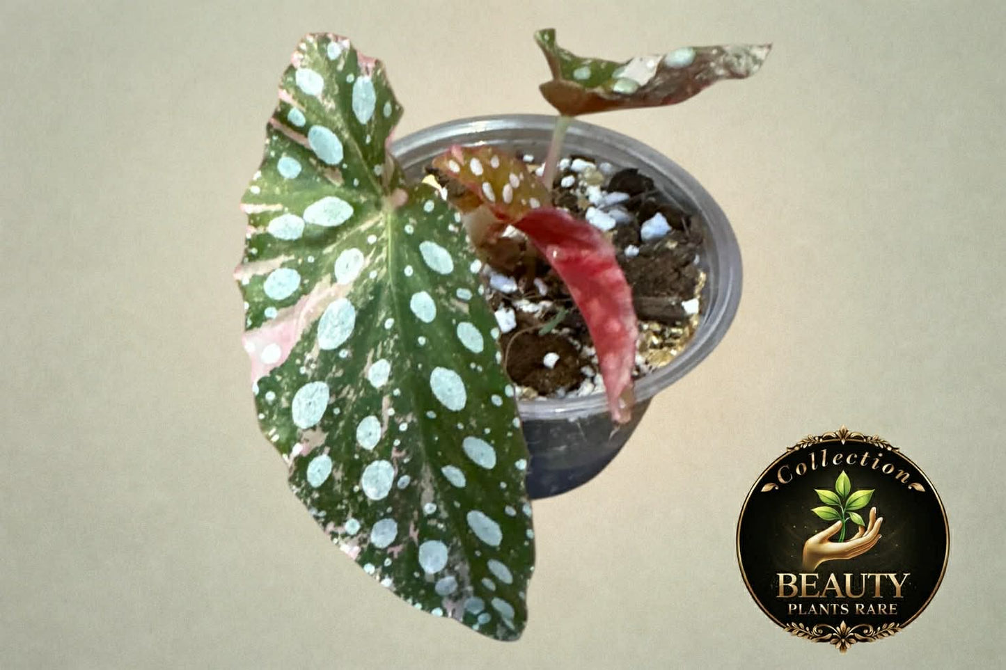 Begonia Maculata Pink