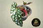 Begonia Maculata Pink