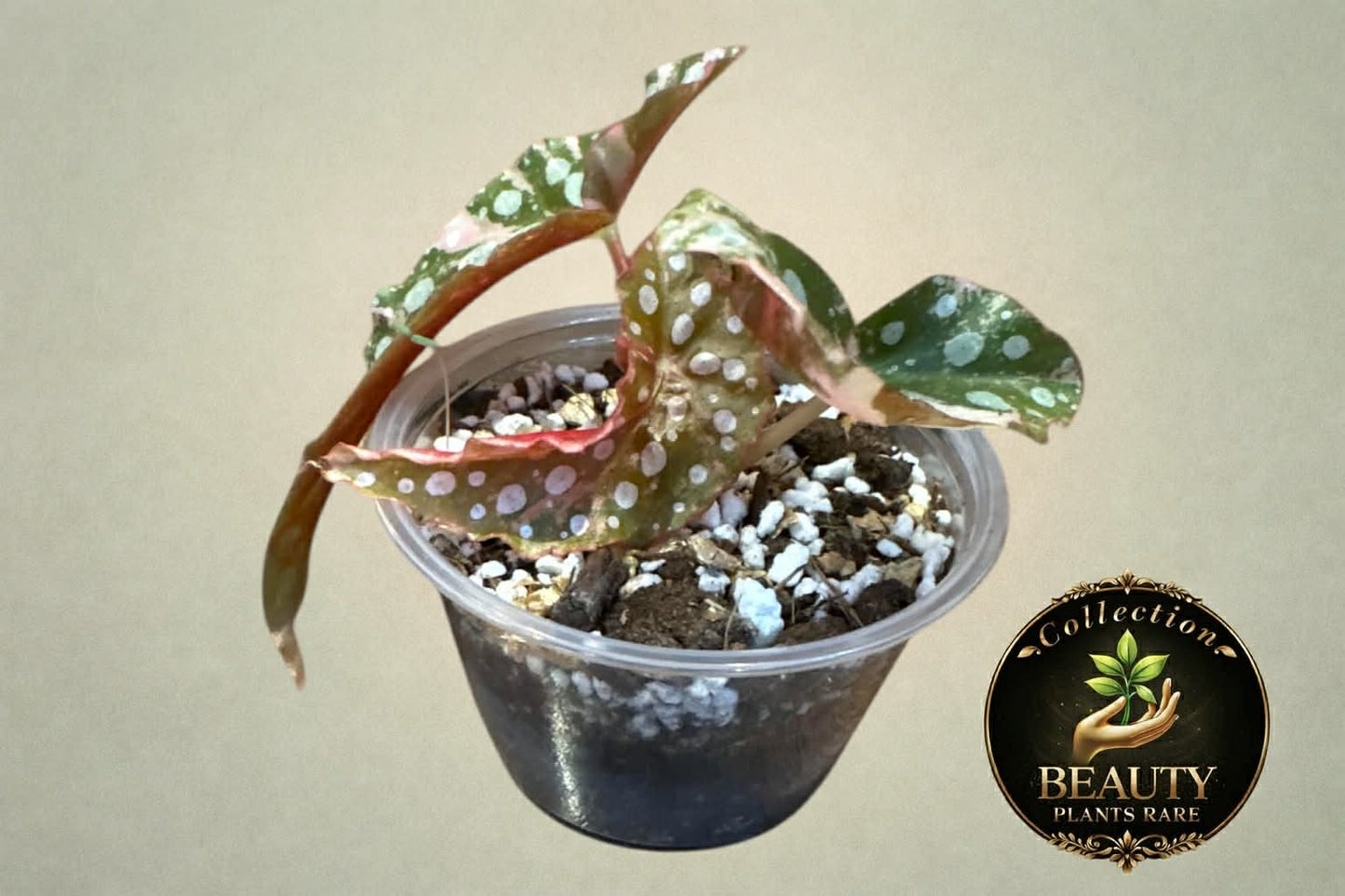 Begonia Maculata Pink