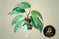 Epipremnum Pinnatum Mint
