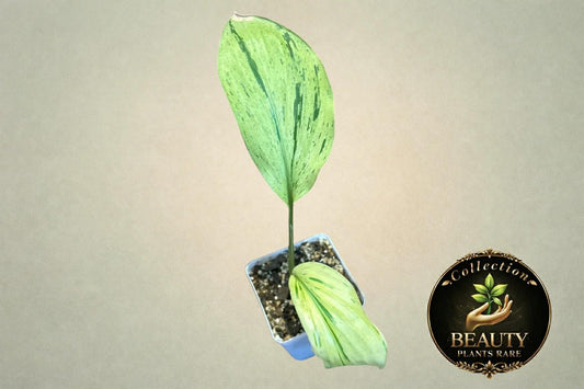 Kaempferia variegated