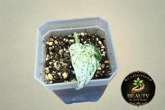 Epipremnum Pinnatum Lalahon