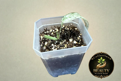 Epipremnum Pinnatum Lalahon