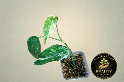 Epipremnum Pinnatum Albo