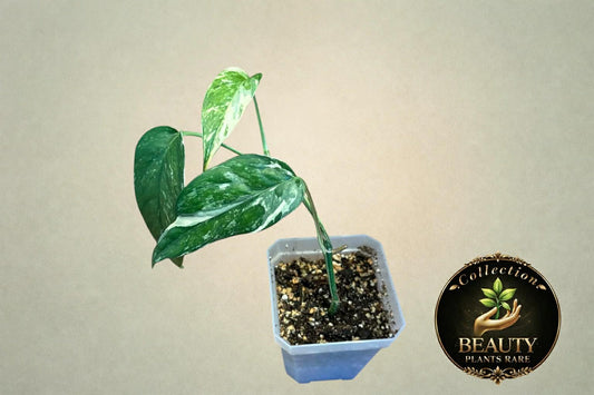 Epipremnum Pinnatum Albo