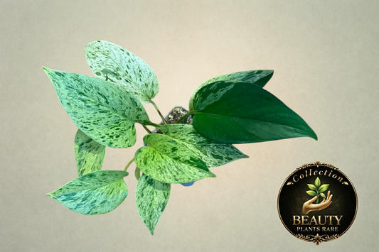 Pothos Marble Queen