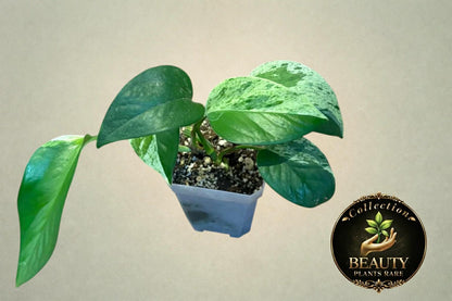 Pothos Marble Queen