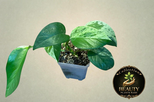 Pothos Marble Queen