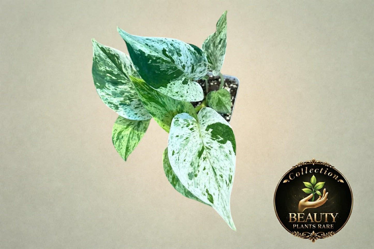 Pothos Marble Queen