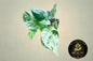 Pothos Marble Queen
