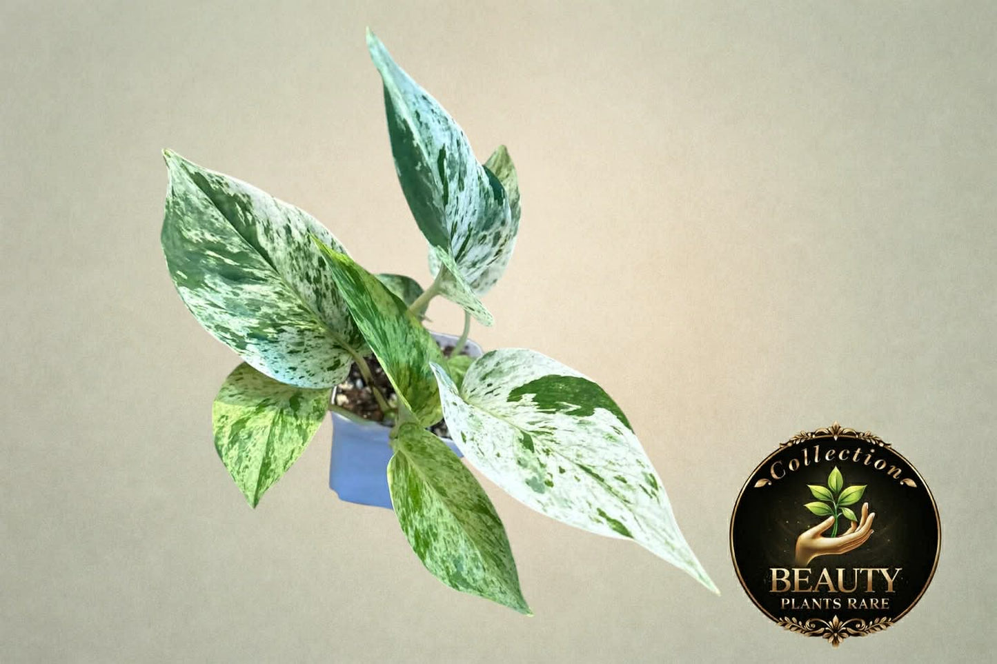 Pothos Marble Queen