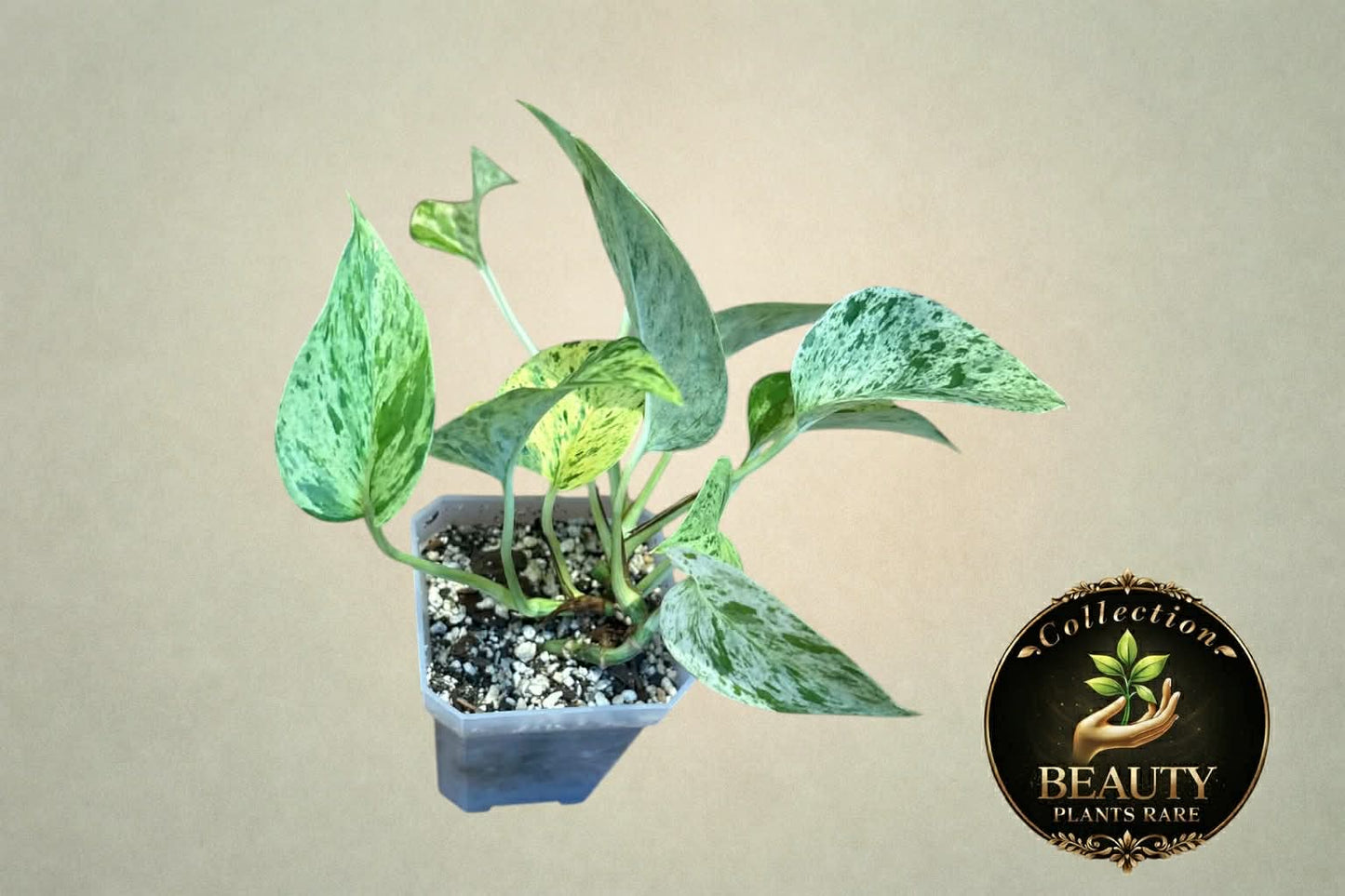 Pothos Marble Queen