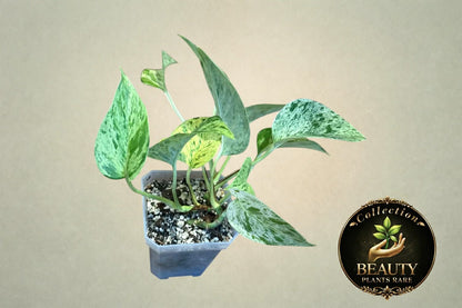 Pothos Marble Queen