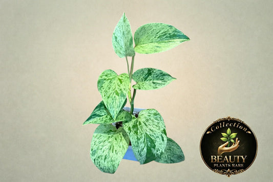 Pothos Marble Queen