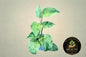 Pothos Marble Queen